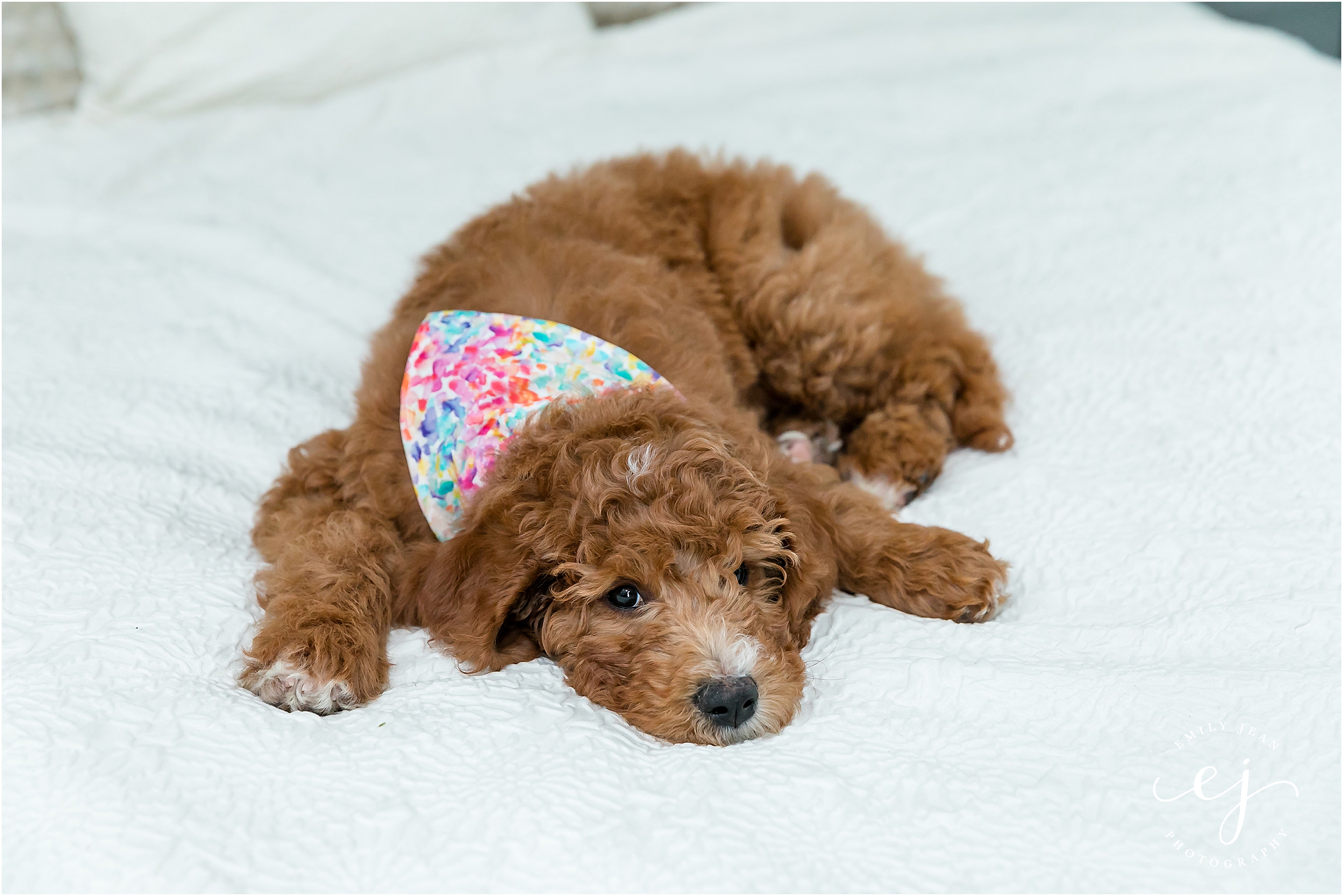 golden doodle puppy laying in bed